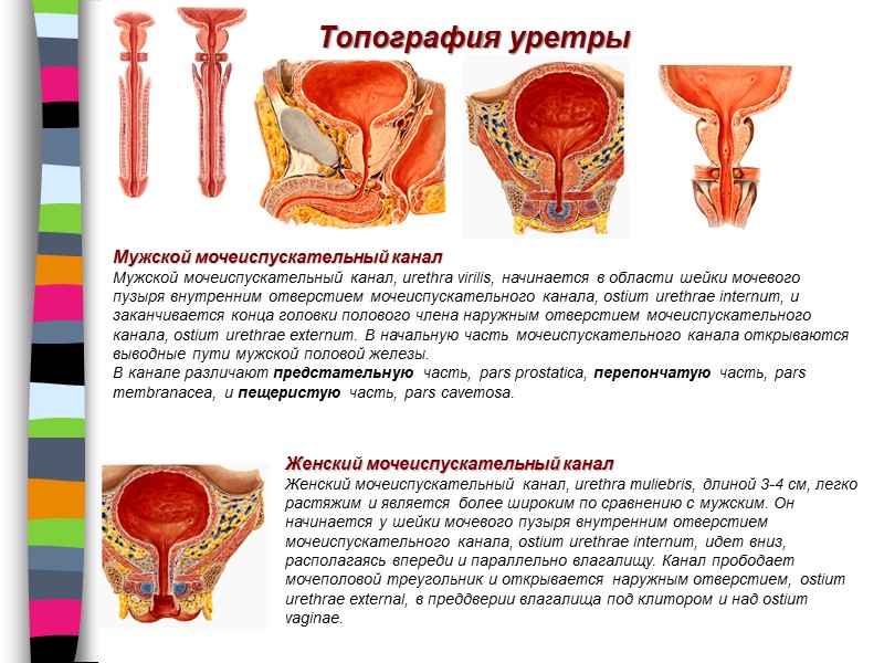 Топография уретры Женский мочеиспускательный канал  Женский мочеиспускательный канал, urethra muliebris, длиной 3-4 см,